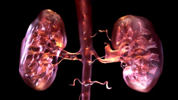 Coming soon: A fully functional bioartifical kidney