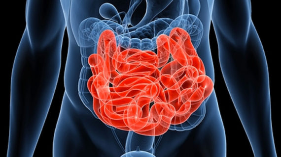 Scientists to develop technology that will grow healthy intestine for transplant