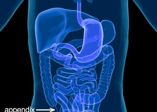 Your appendix serves an important biological purpose